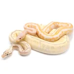 Ball Python Grab Bag 2-5+ genes per animal