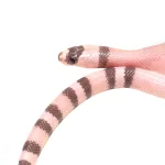 "Banshee" 2024 Female Ghost Poss Het Pearl Poss Het Crazy Honduran Milk Snake - Image 3