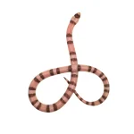"Banshee" 2024 Female Ghost Poss Het Pearl Poss Het Crazy Honduran Milk Snake - Image 2
