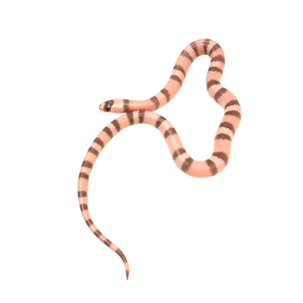 "Banshee" 2024 Female Ghost Poss Het Pearl Poss Het Crazy Honduran Milk Snake