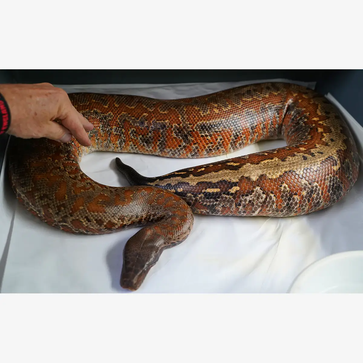 BIG! Proven Breeder Female Batik Blood Python Poss Het TPos Albino ...