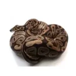 Male Breeder Triple Heterozygous Ultra Het Axanthic Het Clown Ball Python - Image 2