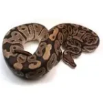Male Breeder Triple Heterozygous Ultra Het Axanthic Het Clown Ball Python