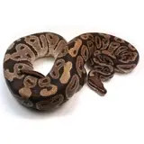 Male Breeder Triple Heterozygous Ultra Het Axanthic Het Clown Ball Python
