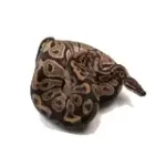 Male Breeder Triple Heterozygous Ultra Het Axanthic Het Clown Ball Python - Image 3