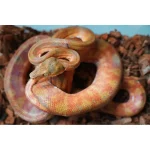 Male Candy Cane Amazon Tree Boa - Established Import