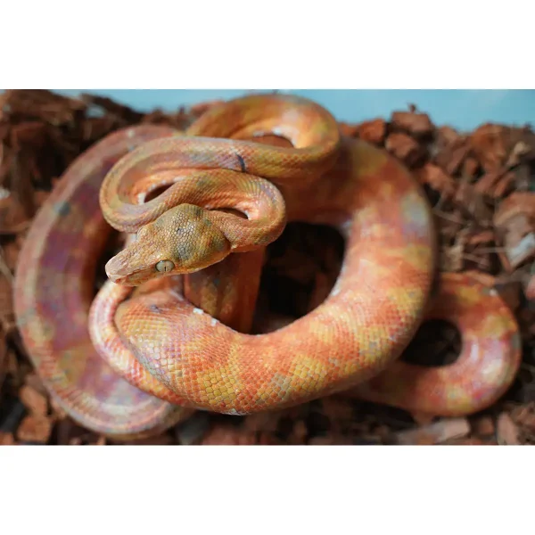 Male Candy Cane Amazon Tree Boa - Established Import
