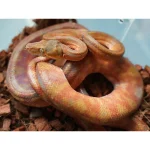 Male Candy Cane Amazon Tree Boa - Established Import - Image 3