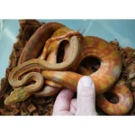 Male Candy Cane Amazon Tree Boa - Established Import - Image 2