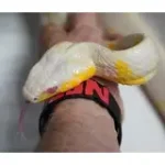 24' Male Het TNEG Albino Mangrove Snake - Boiga Melanota from Crowley - Image 2