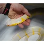 24' Male Het TNEG Albino Mangrove Snake - Boiga Melanota from Crowley - Image 3