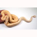 23' Male Crystal - Super Labyrinth Boa Poss Hypo 66% Poss VPI TPos Boa Constrictor - Image 4