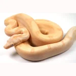 23′ Male Crystal – Super Labyrinth Boa Poss Hypo 66% Poss VPI TPos Boa Constrictor