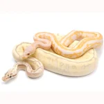 2021 Male Lucifer Enchi Super Inferno Fader Het. Desert Ghost Het. Clown Ball Python