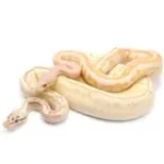 Ball Python Grab Bag (2-5+ genes per animal) - Image 2