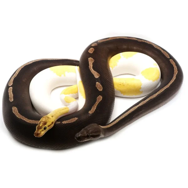 Ball Python Grab Bag (2-5+ genes per animal)