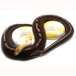 Ball Python Grab Bag (2-5+ genes per animal)