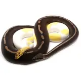 Ball Python Grab Bag (2-5+ genes per animal)