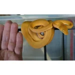 Captive Dropped Male Yellow Patternless Amazon Tree Boa