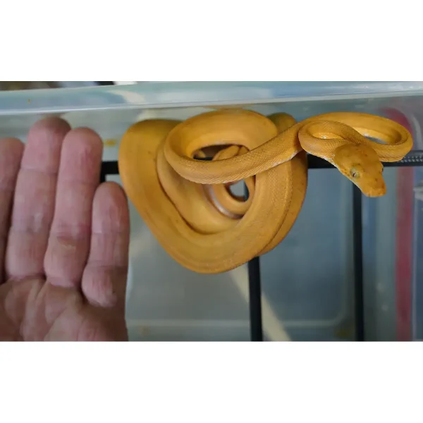 Captive Dropped Male Yellow Patternless Amazon Tree Boa