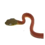 2025 Unsexed CBB Boiga cyanea (Green-Eyed Cat Snake)