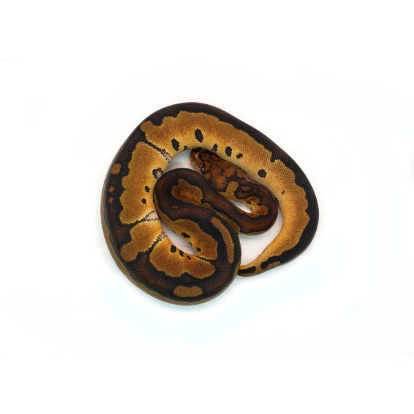 Female Gene-X Clown Ball Python