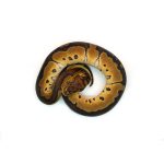 Female Gene-X Clown Ball Python - Image 3
