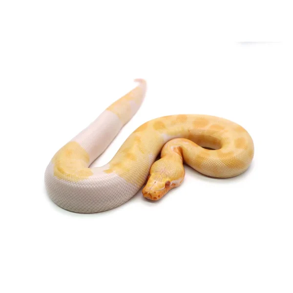 Female T- Albino Piebald Blood Python