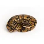 Female Double Het Clown Pied