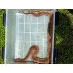Female Solomon Island Ground Boa - Red
