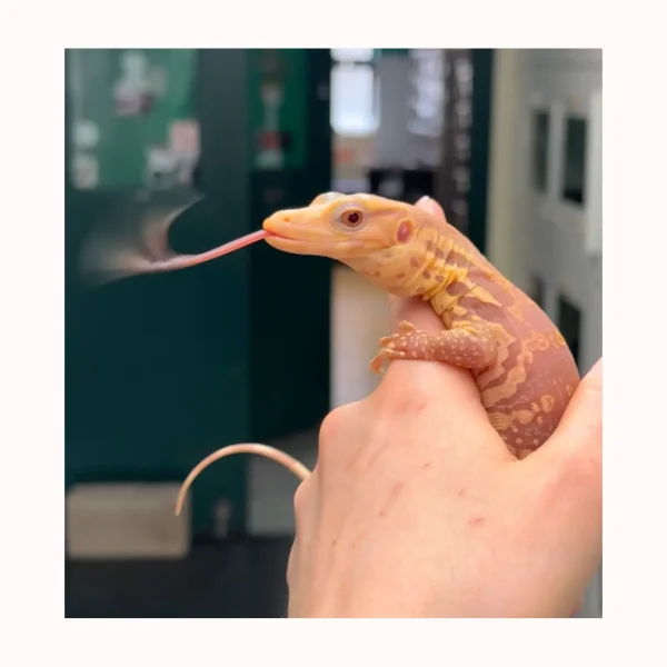 NERD 2025 CBB T-Negative Albino Asian Water Monitors