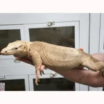 2023 “Flash” x Hypo Celebensis Water Monitor - Image 3