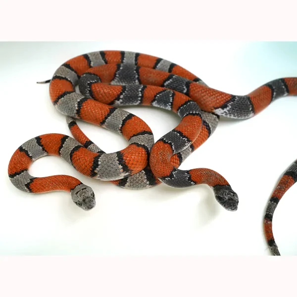 Proven Grey Banded Kingsnake Adult Breeding Pair - These are BEAUTIFUL - Breeding NOW!