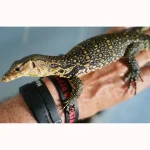 SALE!!! Social SWEET Friendly MIXED FANCY GENETICS - Smaller Growing Water Monitors - Image 4