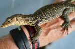 SALE!!! Social SWEET Friendly MIXED FANCY GENETICS - Smaller Growing Water Monitors - Image 3