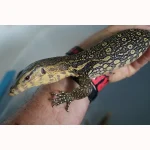 SALE!!! Social SWEET Friendly MIXED FANCY GENETICS - Smaller Growing Water Monitors - Image 2