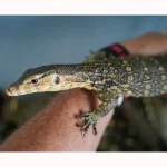 SALE!!! Social SWEET Friendly MIXED FANCY GENETICS - Smaller Growing Water Monitors - Image 3