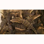 SALE!!! Social SWEET Friendly MIXED FANCY GENETICS - Smaller Growing Water Monitors - Image 5