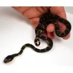 24' Male Het TNEG Albino Mangrove Snake - Boiga Melanota from Crowley