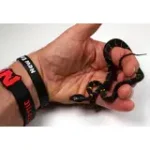 24' Male Het TNEG Albino Mangrove Snake - Boiga Melanota from Crowley - Image 5