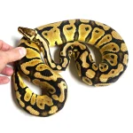 Male Breedable Pastel Het Sunset Het Clown - Image 2