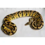 Male Breedable Pastel Het Sunset Het Clown - Image 3