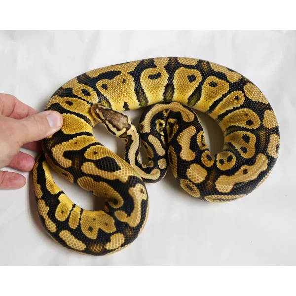 Male Breedable Pastel Het Sunset Het Clown