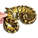 Male Breedable Pastel Het Sunset Het Clown - Image 2