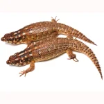 Adult Hosmer's Spiny-tailed Skink Egernia Hosmeri "Pair" - Gorgeous Gems - Image 3