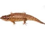 Adult Hosmer's Spiny-tailed Skink Egernia Hosmeri "Pair" - Gorgeous Gems - Image 3