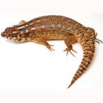Adult Hosmer’s Spiny-tailed Skink Egernia Hosmeri “Pair” – Gorgeous Gems