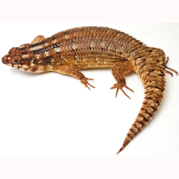 Adult Hosmer’s Spiny-tailed Skink Egernia Hosmeri “Pair” – Gorgeous Gems