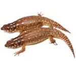 Adult Hosmer's Spiny-tailed Skink Egernia Hosmeri "Pair" - Gorgeous Gems