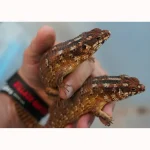 Adult Hosmer's Spiny-tailed Skink Egernia Hosmeri "Pair" - Gorgeous Gems - Image 4